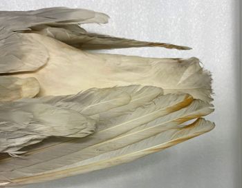 Media type: image; Ornithology 65799 Description: closeup view primaries of left wing of scientific skin of Larus hyperboreus (MCZ 65799);  Aspect: wing ventral